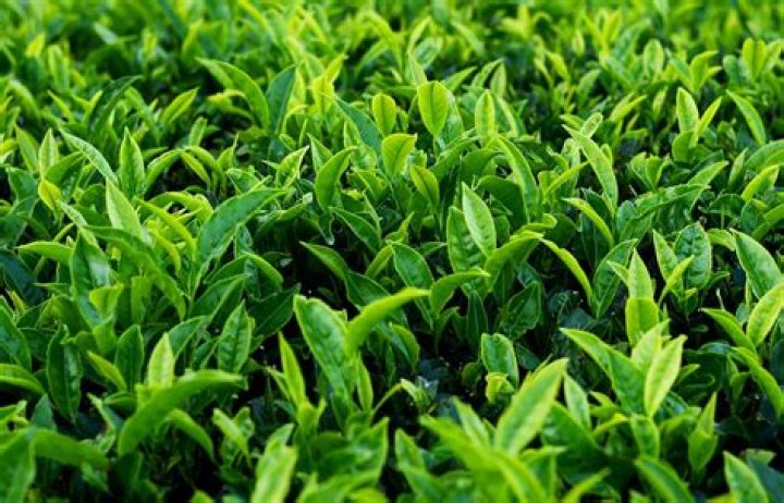 Is tea a plant? | ContextResponse.com