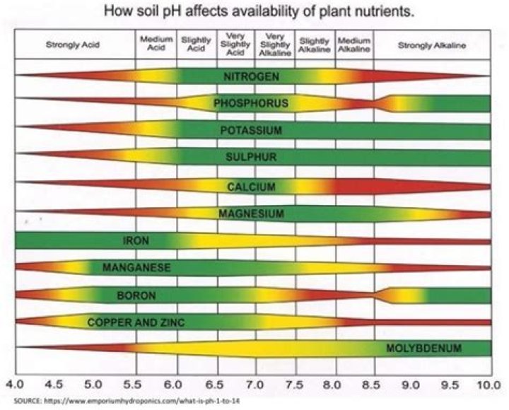 What affects the availability of calcium?