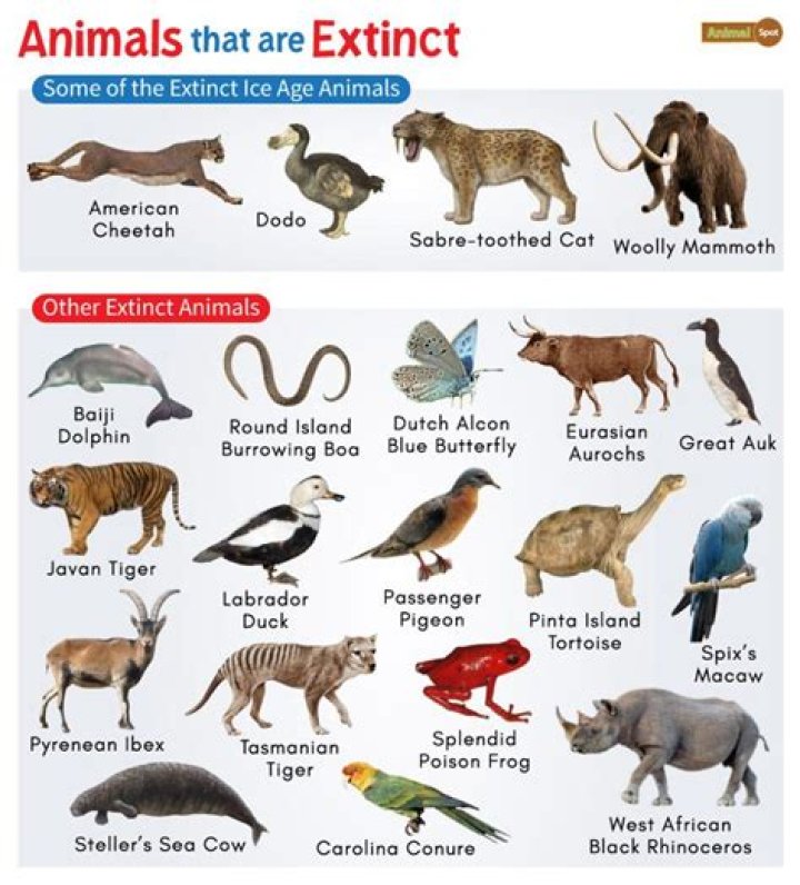 What animal is called a stud?