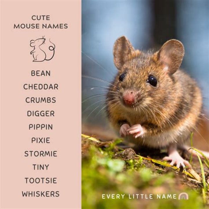 What are some good mouse names?