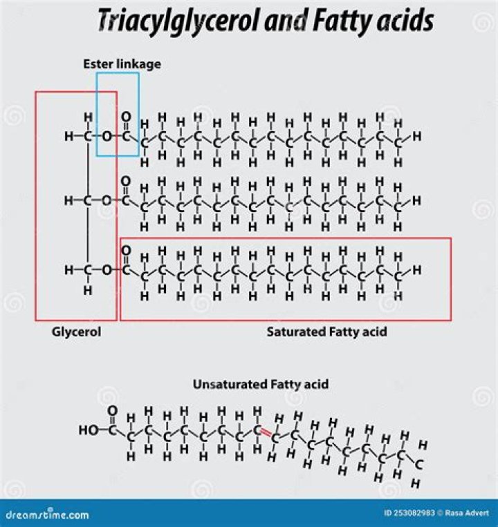 What are the 4 parts of a triglyceride?