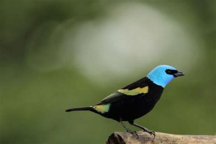 What are the black birds with blue heads?