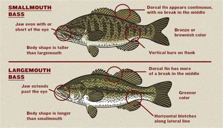 What are the predators of the smallmouth bass?