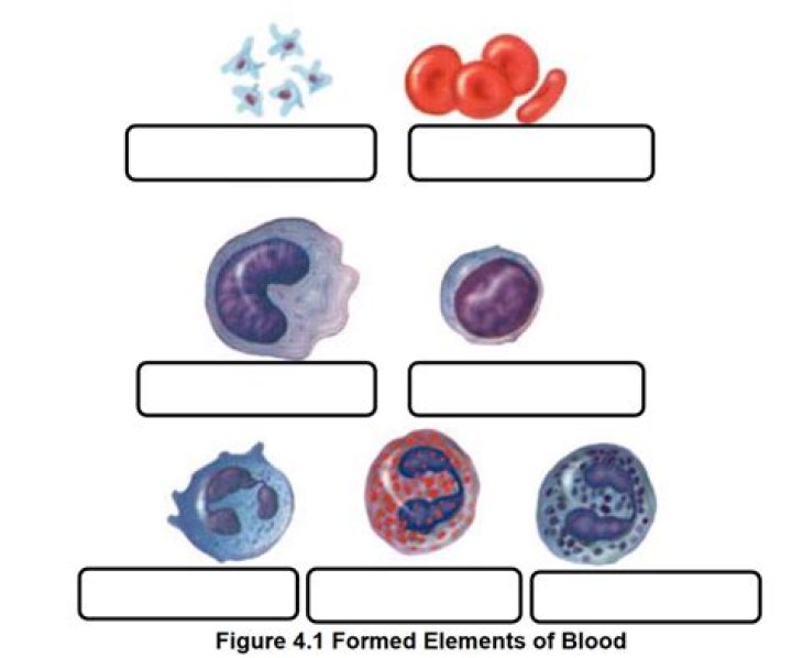 What are the three formed elements in the blood?
