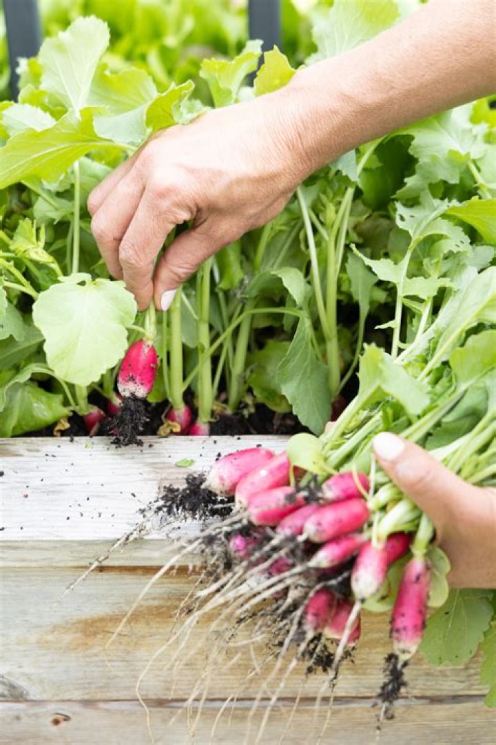 What are tillage radishes? | ContextResponse.com