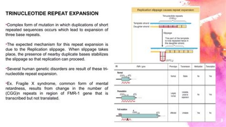 What are trinucleotide repeats? | ContextResponse.com