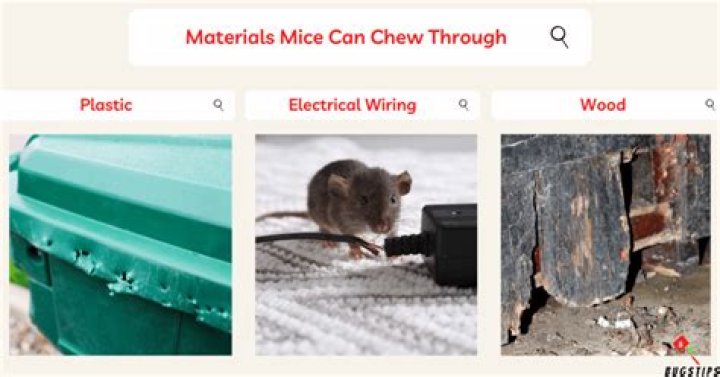What can't mice chew through?