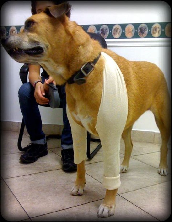 What can I put on my dogs sores?