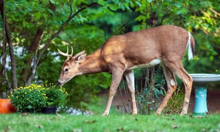 What do deer like to drink?