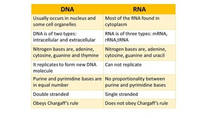 What do DNA and RNA have in common quizlet?