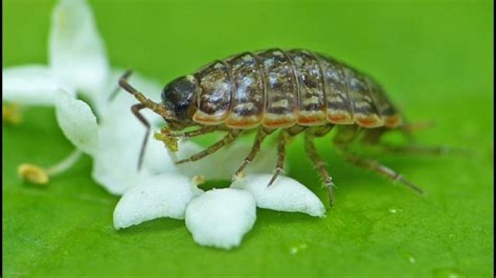 What do pill bugs drink?