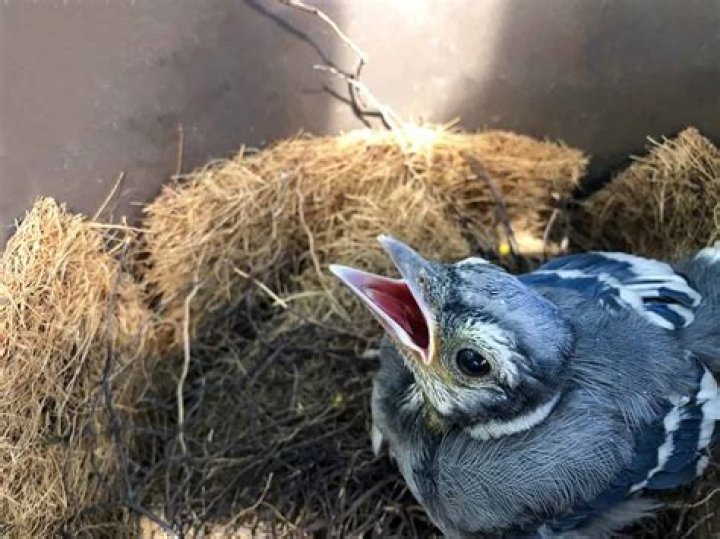 What do you feed a baby blue jay?