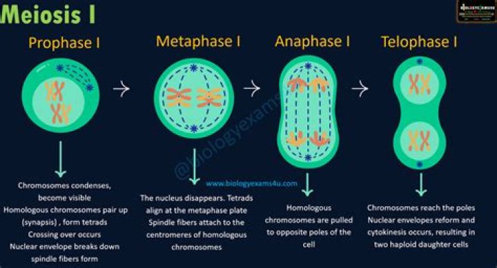 What is accomplished in meiosis 1?