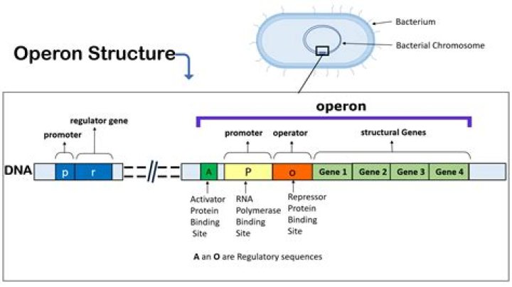 What is an operon in genetics?