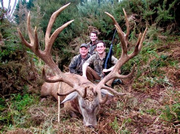 What is considered a trophy red stag?