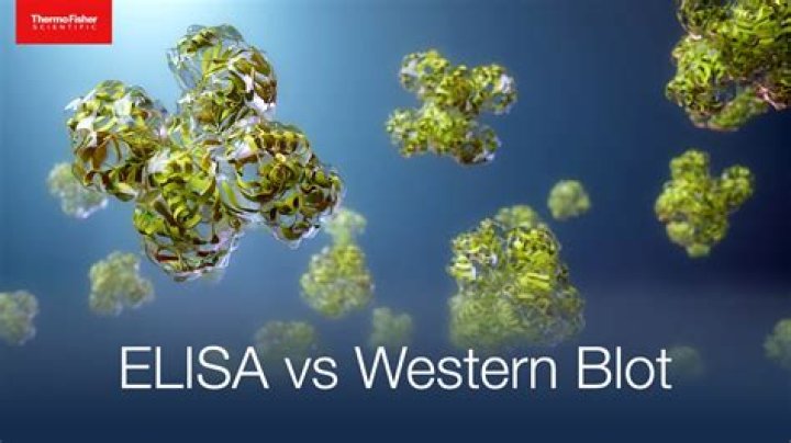 What is difference between Elisa and Western Blot test?