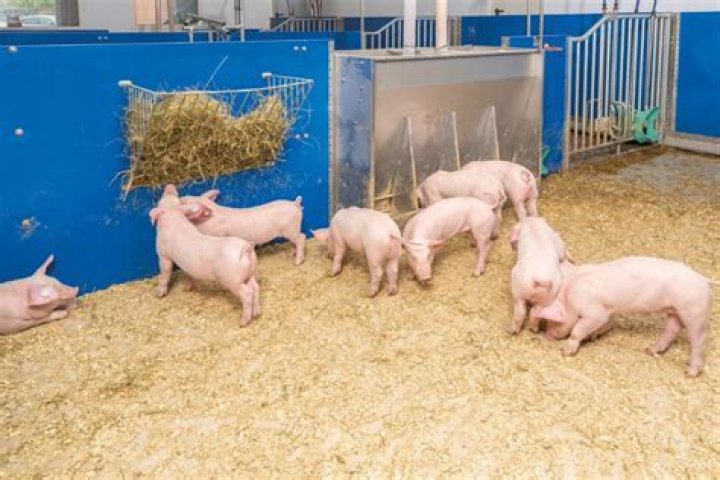 What is feeder pig production?