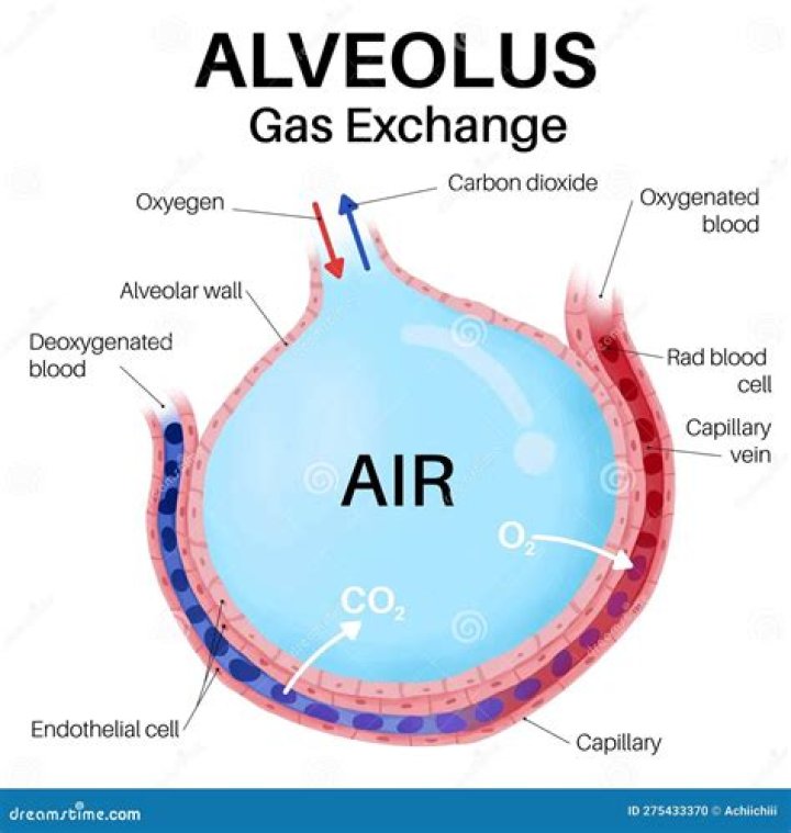What is the difference between alveoli and alveolar sacs?