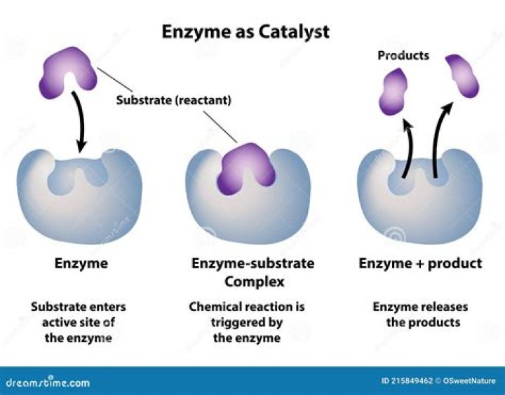 What is the role of an enzyme in an enzyme catalyzed reaction?
