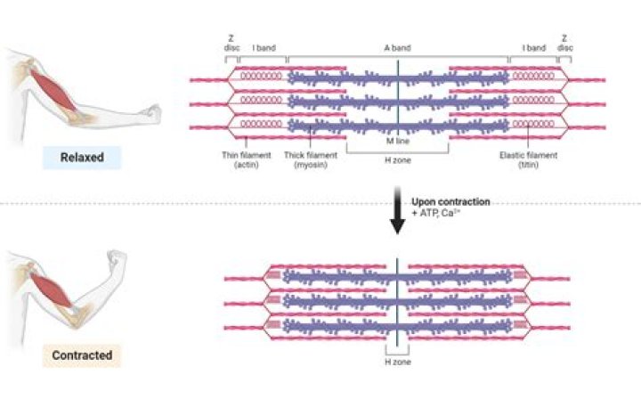 What is the state of partial skeletal muscle contraction called?