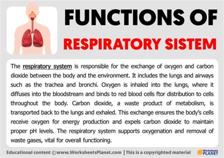 What is the study of the function of the body?