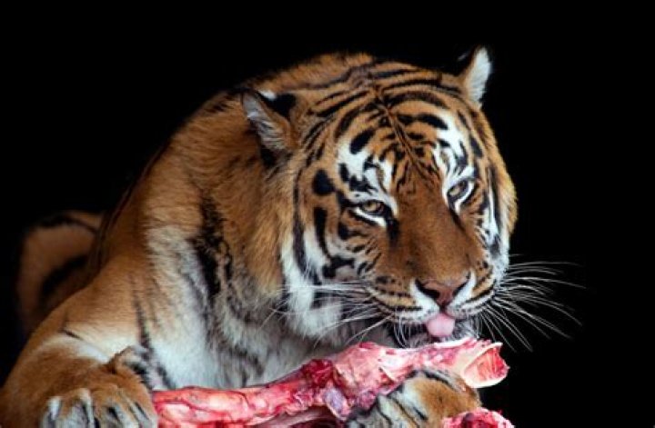 What is the Tiger's favorite food?