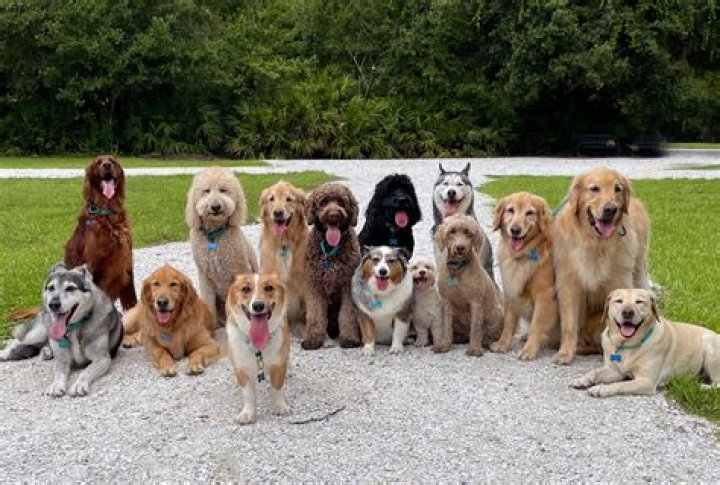What kind of dog is a chinook?
