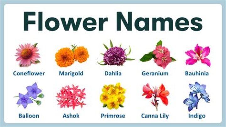 What kinds of flowers are purple?