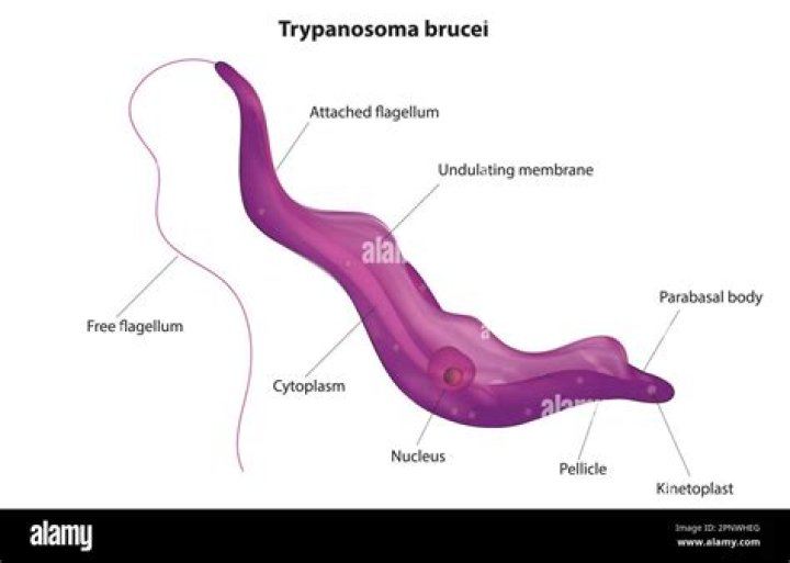 What kingdom does Trypanosoma brucei belong to?