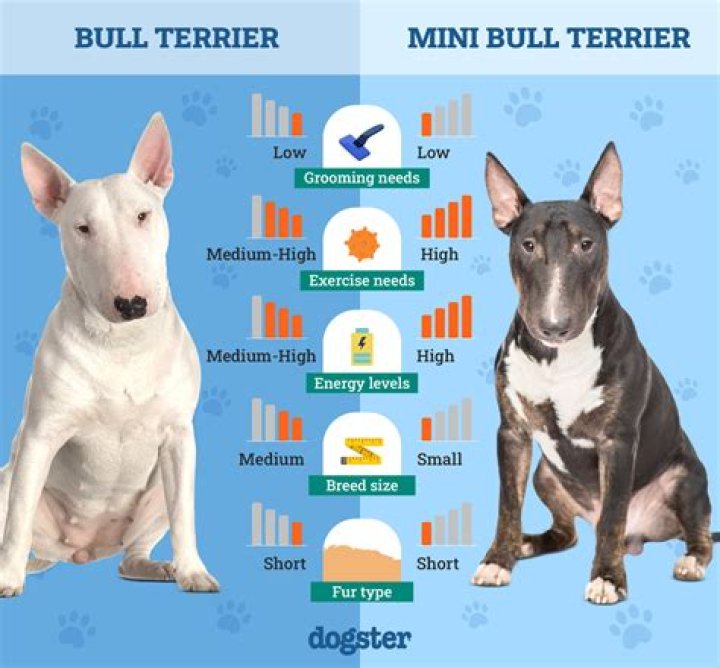 What mix is a bull terrier?
