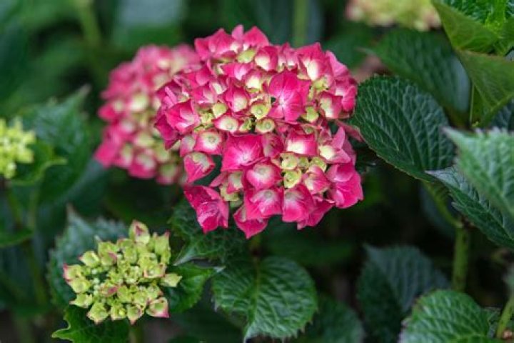 What month do hydrangeas flower?