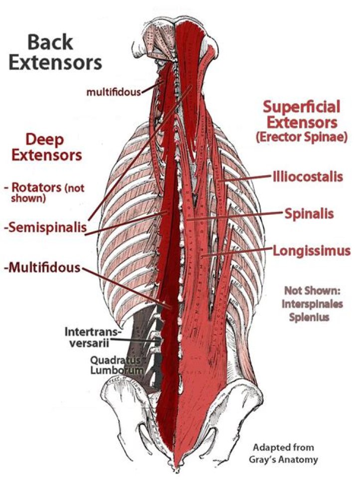 What muscles extend the spine?