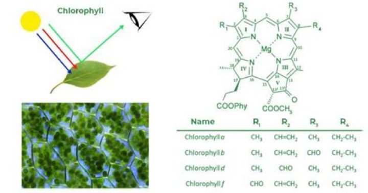 What percentage of green light does chlorophyll reflect?