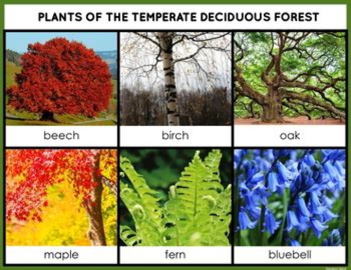 What plants are in the temperate deciduous forest?