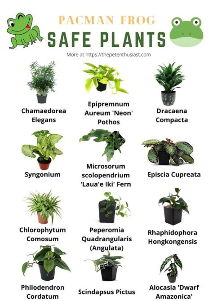 What plants are safe for frogs?