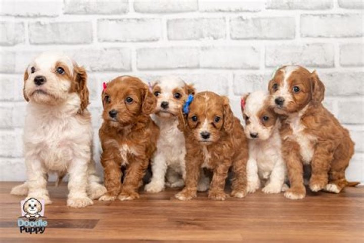 What should I know about Cavapoo puppies?
