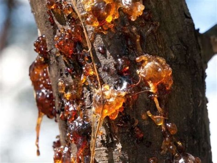 What Tree sap is poisonous?