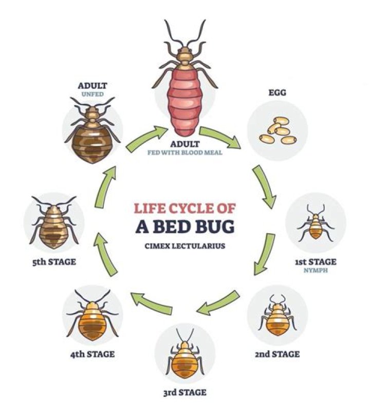 What type of bugs can live in your bed?