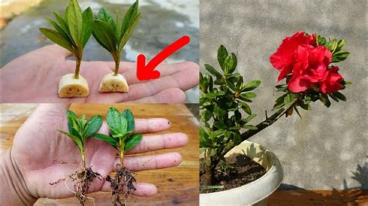When should azaleas be transplanted?