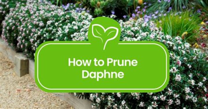 When should you prune Daphne?