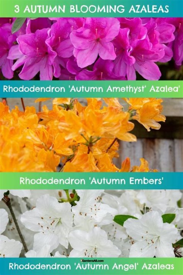 Where do azaleas grow? | ContextResponse.com
