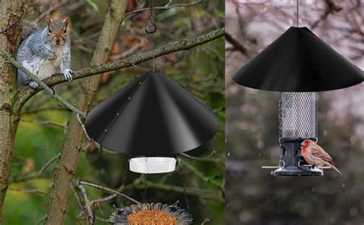 Where do you put a squirrel baffle?
