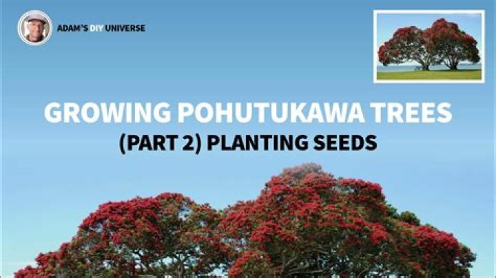 Where does the pohutukawa tree grow?