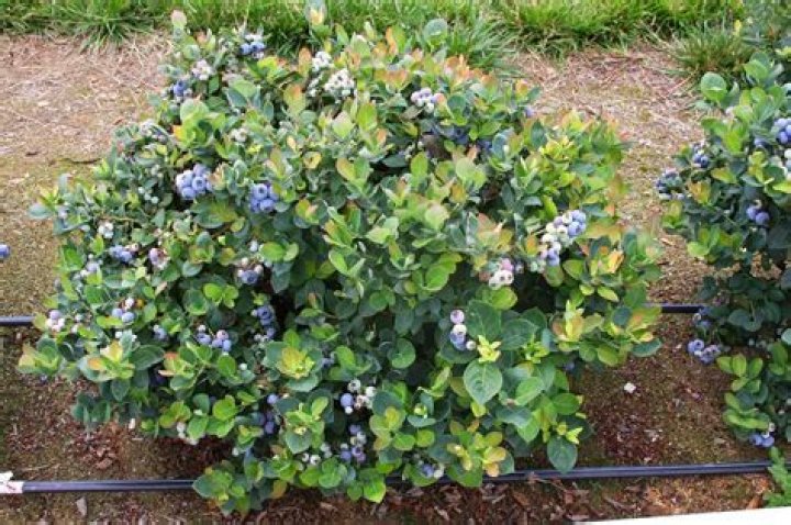 Where is the best location to plant blueberry bushes?