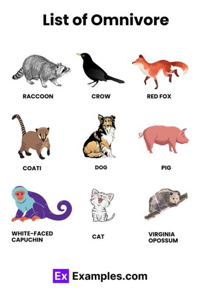Who are omnivores define with examples?