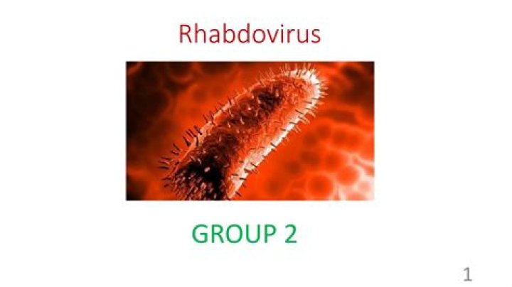 Who discovered Rhabdovirus? | ContextResponse.com