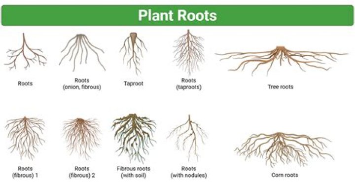 Why do mangroves have stilt like roots?