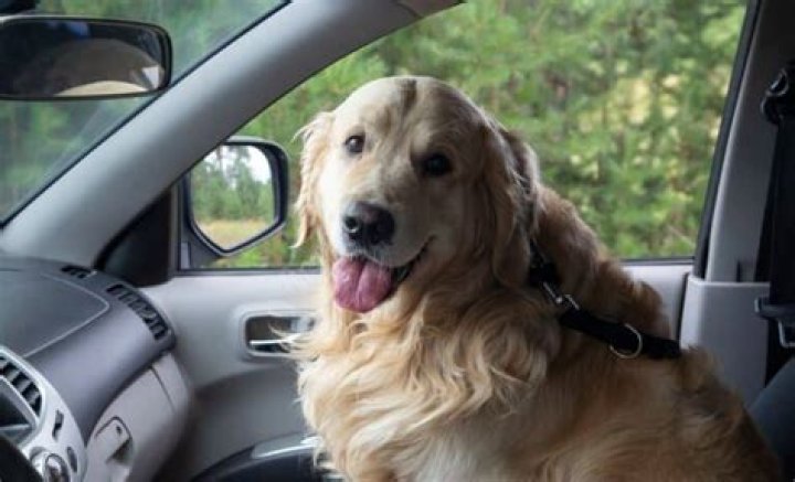 Why is my dog panting in the car?