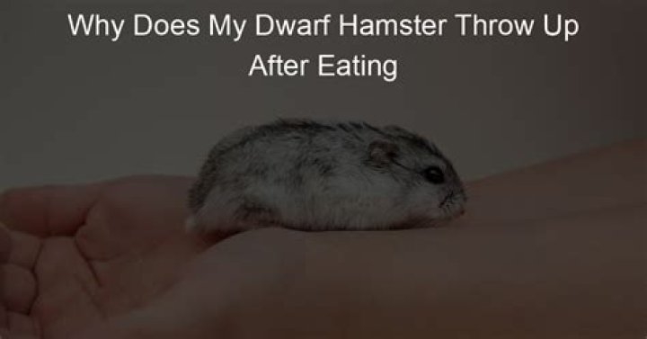 Why is my dwarf hamster not eating?