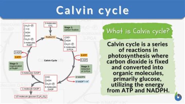 Why is the Calvin cycle considered a dark reaction Brainly?